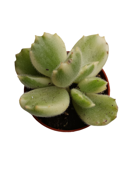 Cotyledon Tomentosa Variegata Garra De Panda Planta Suculenta Ø5