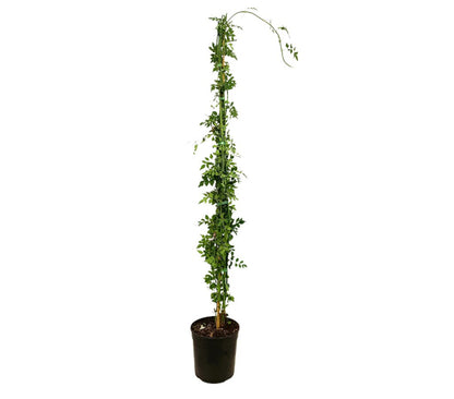 Jasminum Officinalis M20 110cm (jazmin Comun)_0