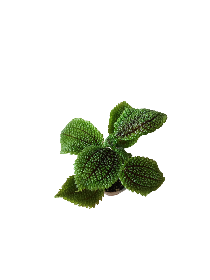 Planta Pilea Mollis De Interior Mini Ø5 Cm_0