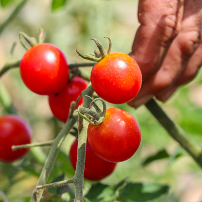 Plantón Tomate Cherry Redondo Rojo 6 Unidades - PlantaBo_1