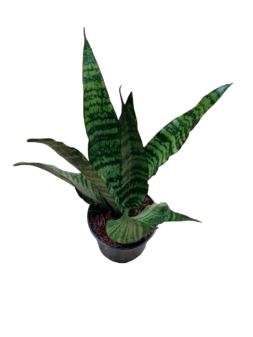 Sansevieria Trifasciata Black Coral Ø9 Planta Purificante_0