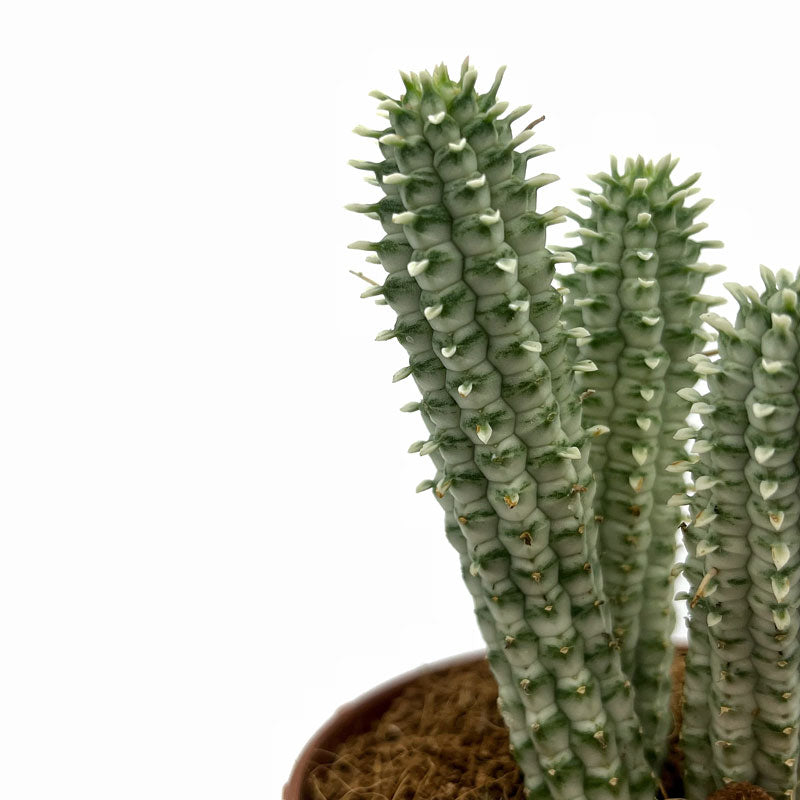 Euphorbia Mammillaris Variegata Cactus Y Suculentas M8,5 cm Ø_2