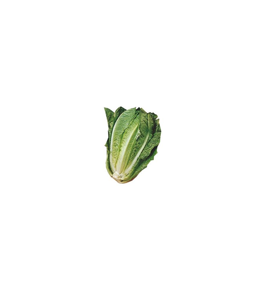 Plantón Lechuga Romana (10 Unidades)_2
