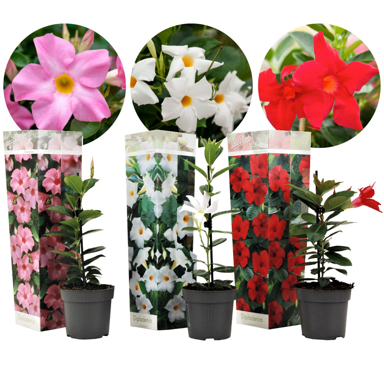 Mandevilla - 3 Pzs - Dipladenia Sanderii 'rio Mix' - Altura 25-40cm - ⌀9cm_0