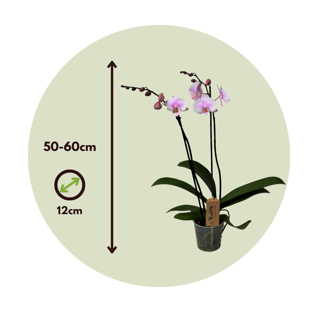 Orqídea Phalaenopsis - Phalaenopsis - Altura 50-60cm - ⌀12cm_2