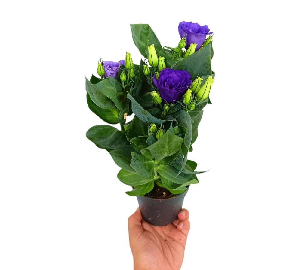 Eustoma Russellianum M10_0