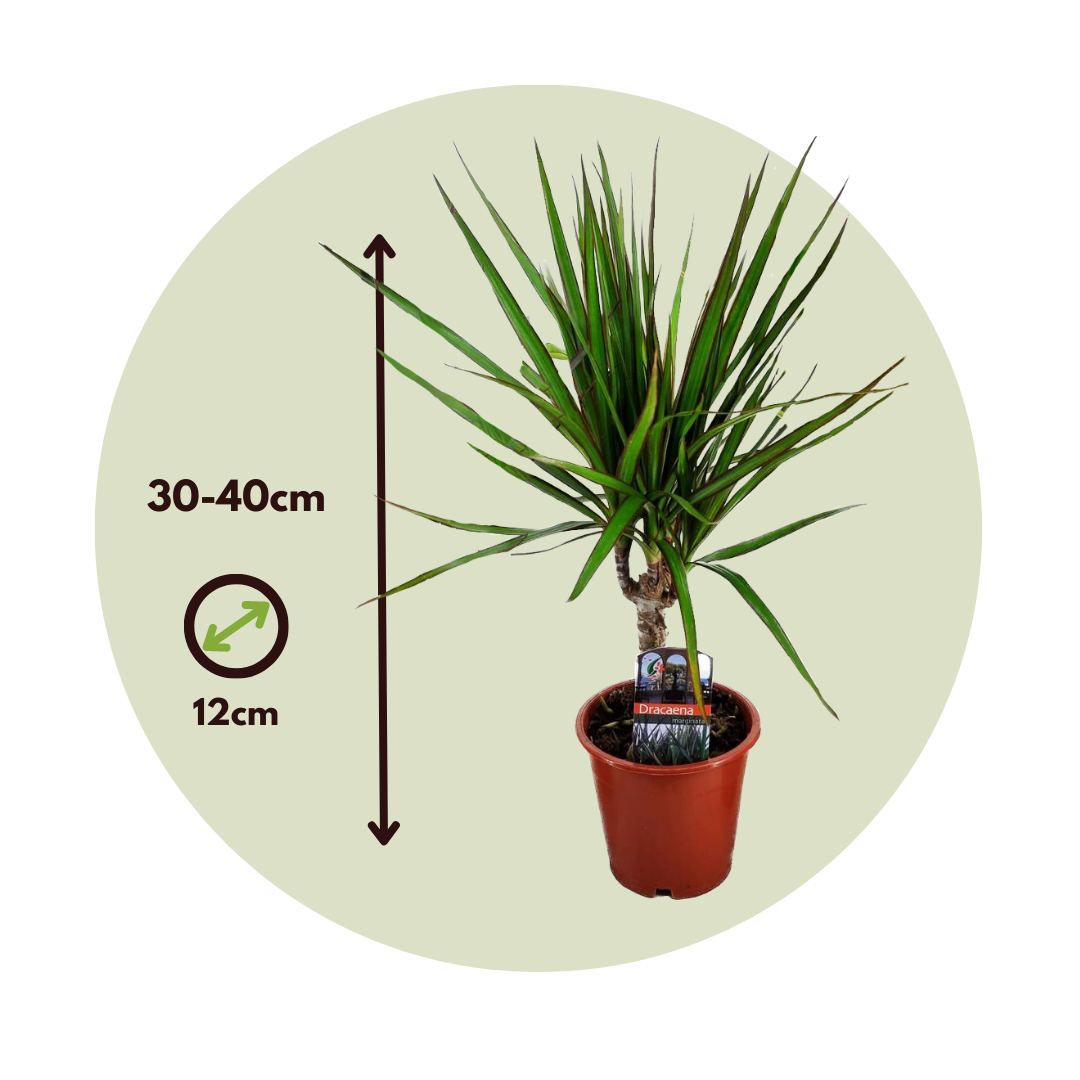 Drácena - 3 Pzs - Dracaena Marginata - Altura 30-40cm - ⌀12cm_2