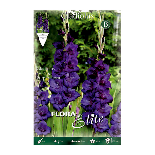 Bulbo Gladiolo púrpura 10 uds