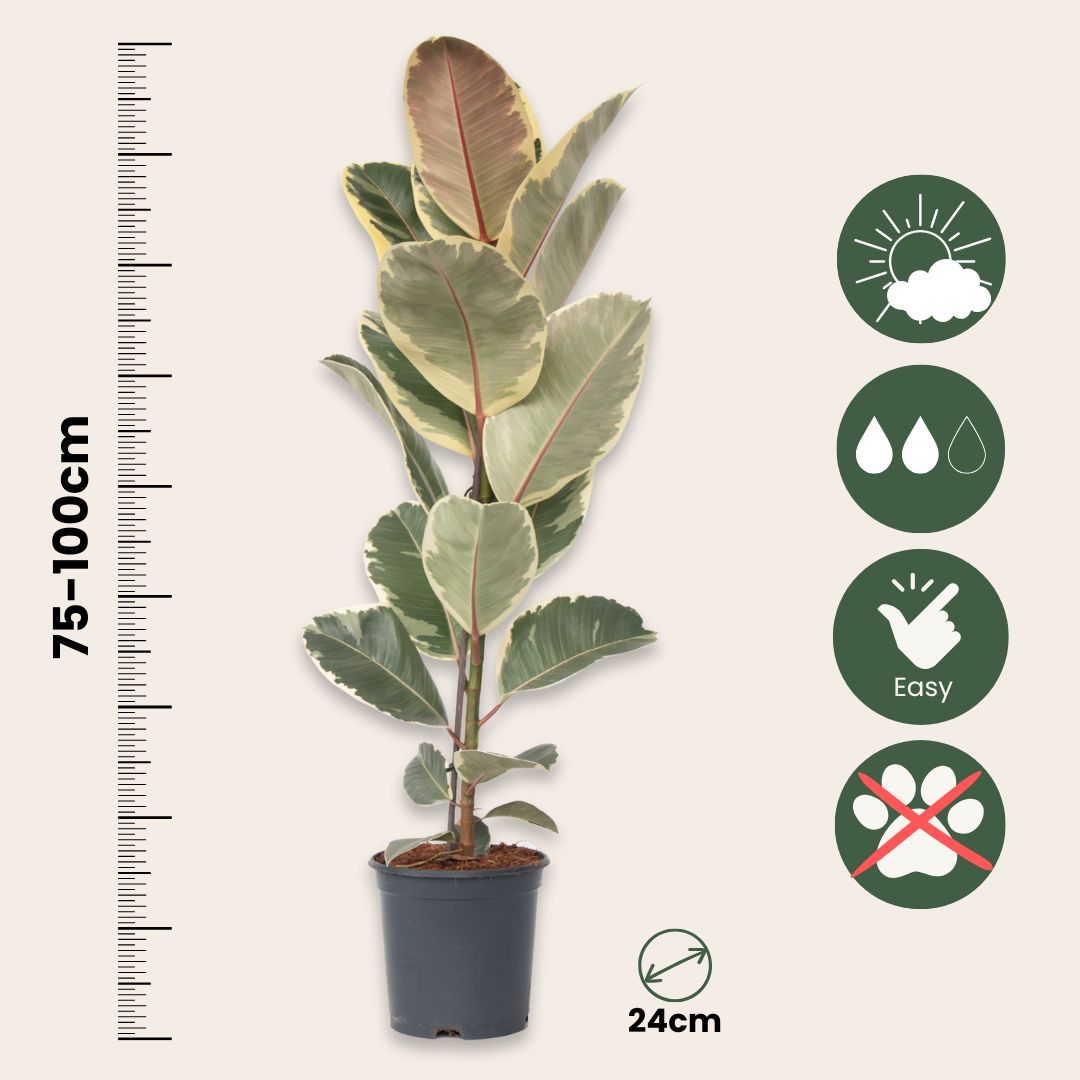 Higuera Cauchera - Ficus Elastica 'tineke' - Altura 75-100cm - ⌀24cm_2