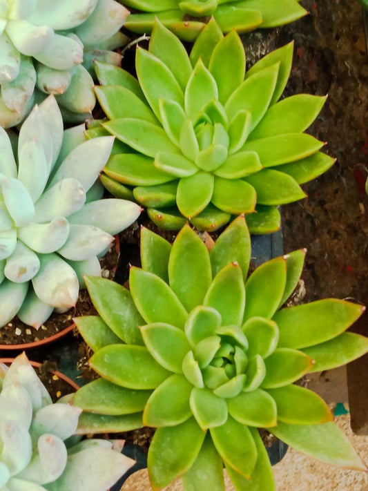 Suculentas Y Cactus Variedad #11 Planta Sin Id_0