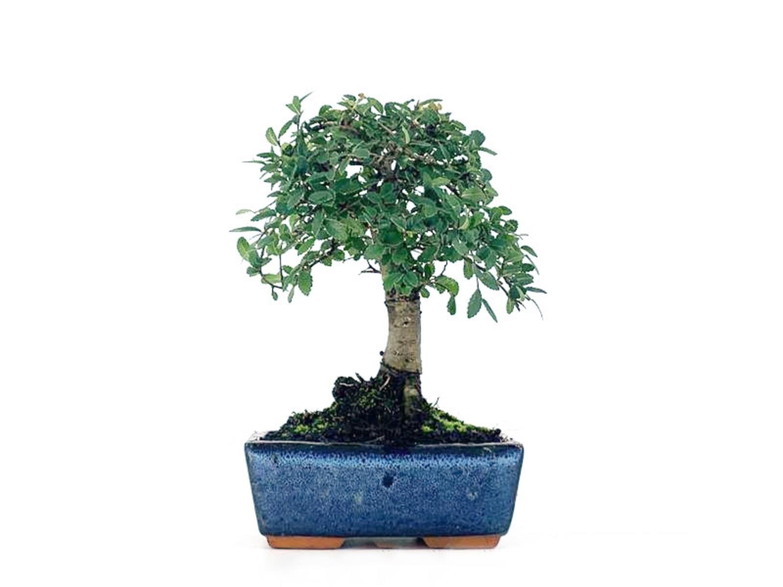 Bonsái Zelkova - Olmo Chino - 5 Años