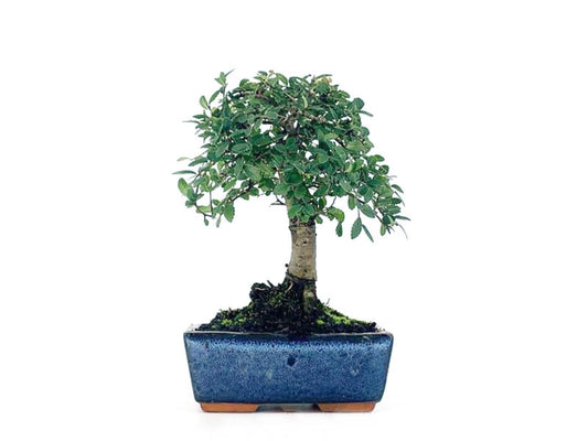 Bonsái Zelkova - Olmo Chino - 5 Años_0