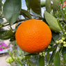 Naranjo - Maceta 22cm. - Altura Aprox. 100/120cm.