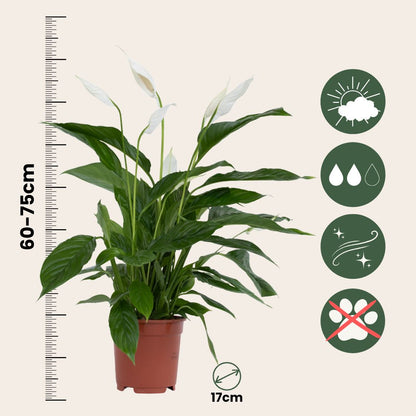Lirio De Paz Espatifilo - 4 Pzs - Spathiphyllum 'lima' - Altura 60-75cm - ⌀12cm