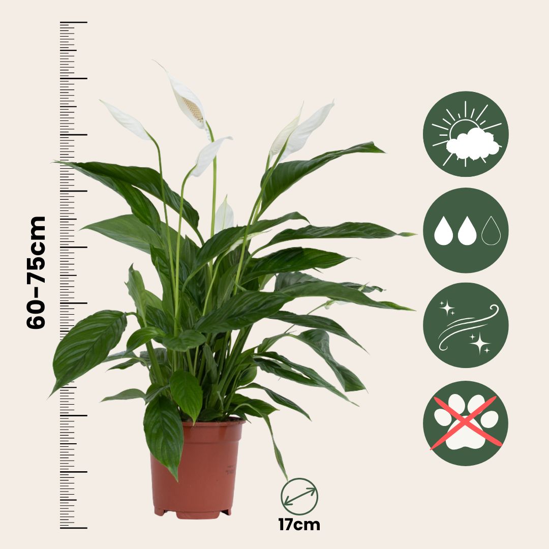 Lirio De Paz Espatifilo - 2 Pzs - Spathiphyllum 'lima' - Altura 60-75cm - ⌀17cm