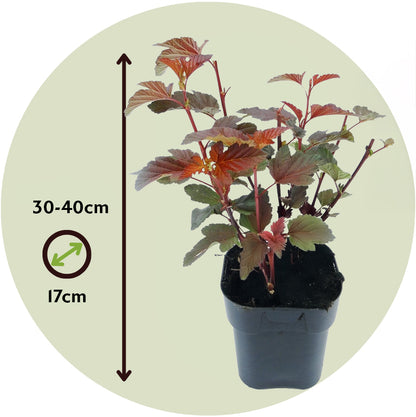 Ninebark - 4 Pzs - Physocarpus 'lady In Red' - Altura 30-40cm - ⌀17cm_2