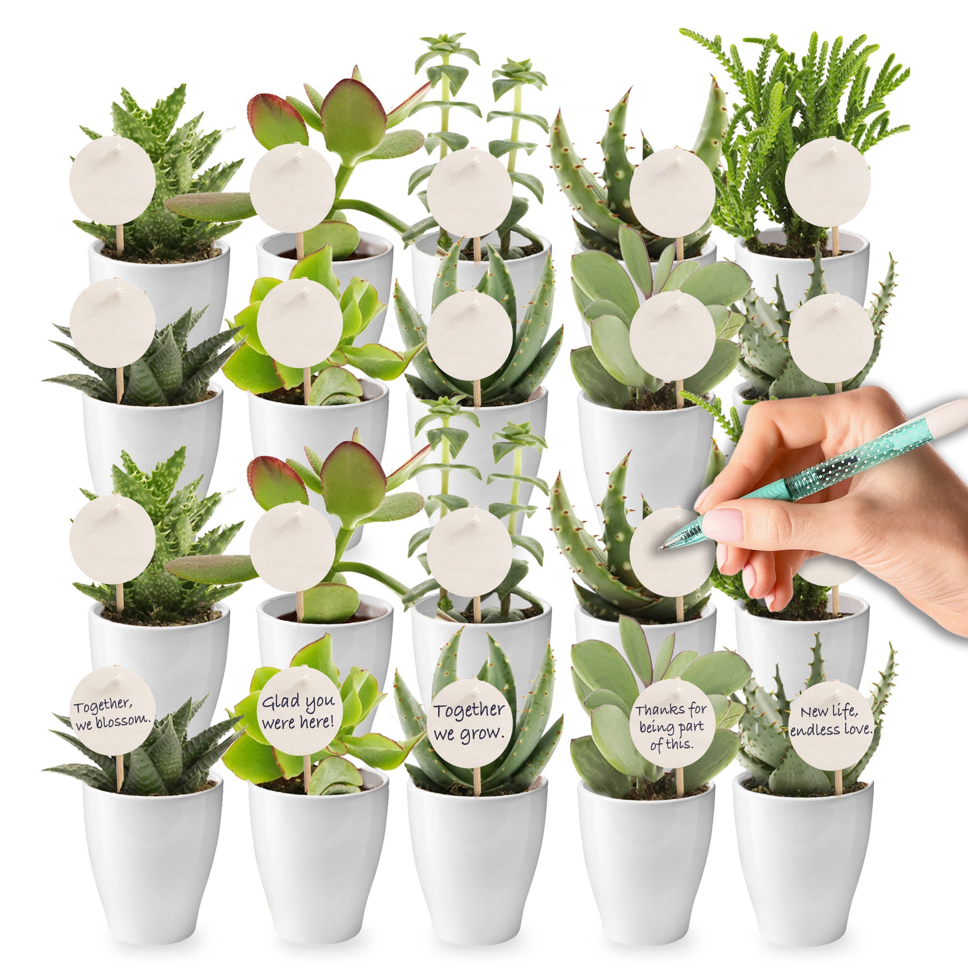 Mini Suculentas - Producto Regalo - 20 Unidades_0