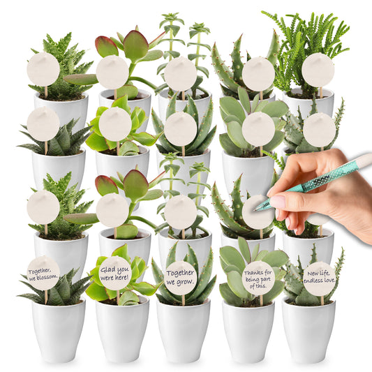 Mini Suculentas - Producto Regalo - 20 Unidades_0