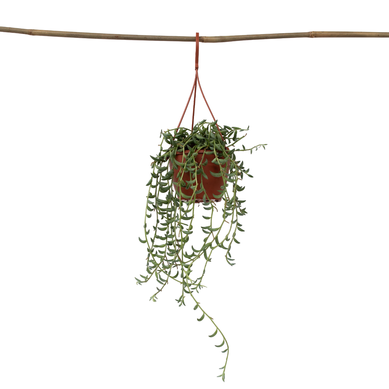 Cadena De Plátanos - Senecio Radicans - Altura 10-20cm - ⌀12cm_0