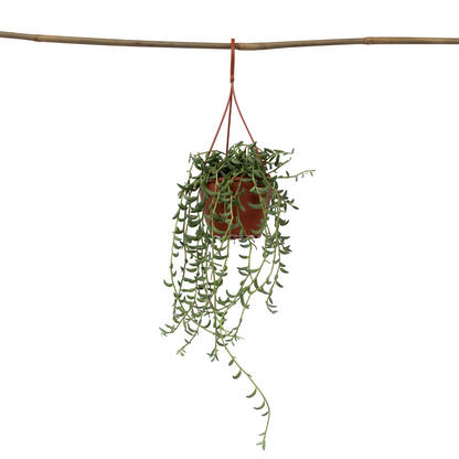 Cadena De Plátanos - Senecio Radicans - Altura 10-20cm - ⌀12cm_0