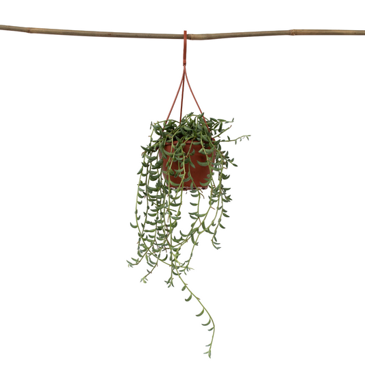 Cadena De Plátanos - Senecio Radicans - Altura 10-20cm - ⌀12cm_0