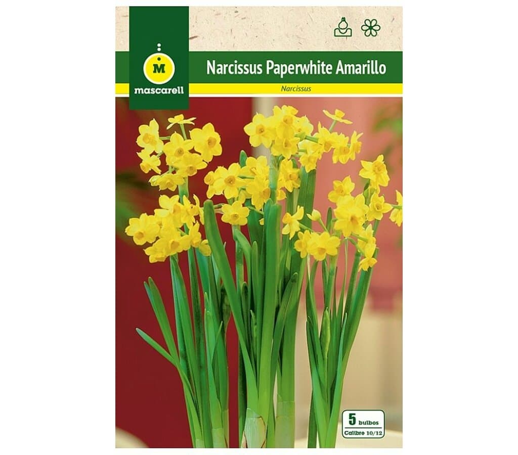 Bulbo Narciso Paperwhites Amarillo_0