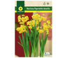 Bulbo Narciso Paperwhites Amarillo