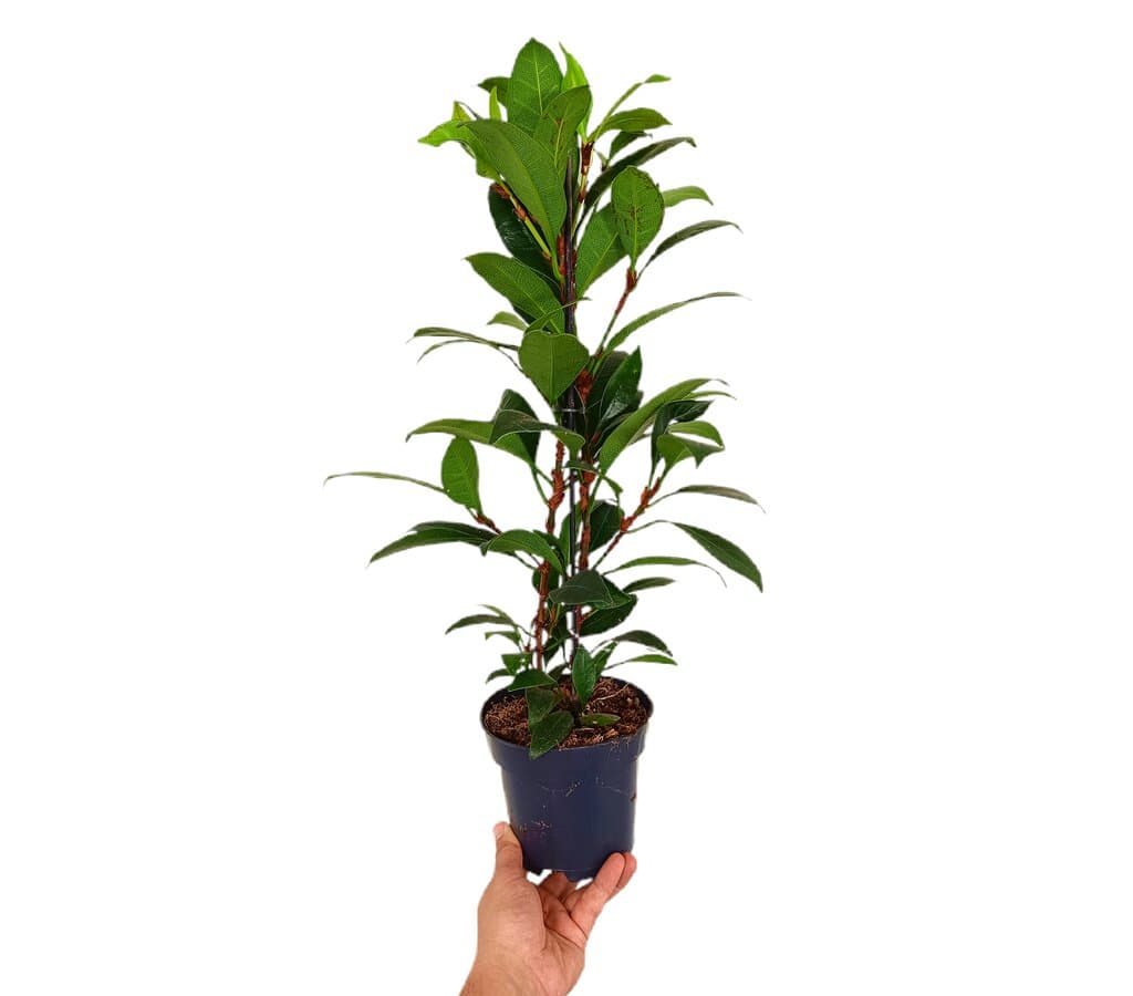 Ficus Cyathistipula M14 60cm_0