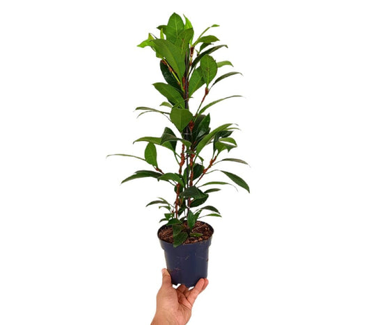 Ficus Cyathistipula M14 60cm_0