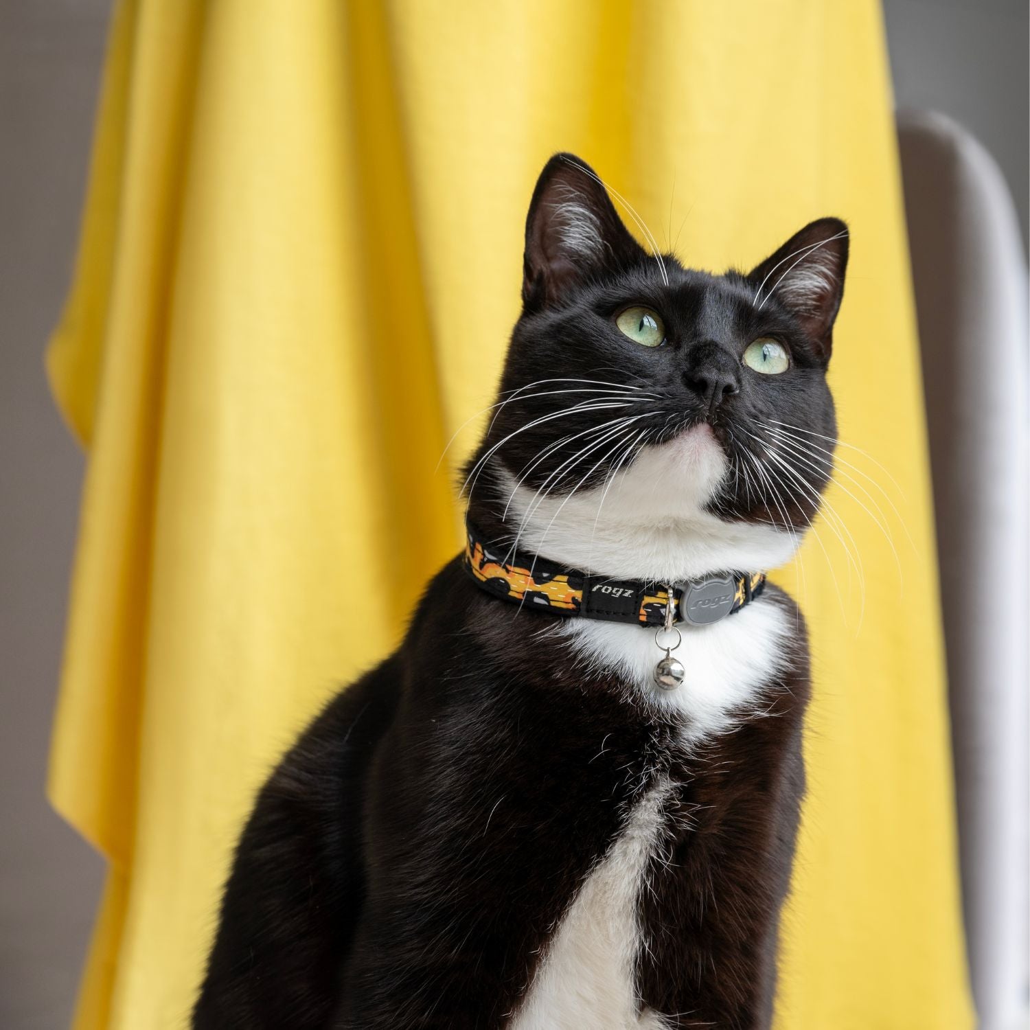 Collar Para Gato Fashioncat Estampado Amarillo Rogz Ajustable 20-31cm_1