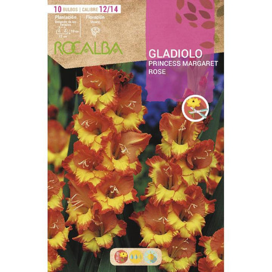 Bulbo Gladiolo naranja con centro Amarillo 10 bulbos