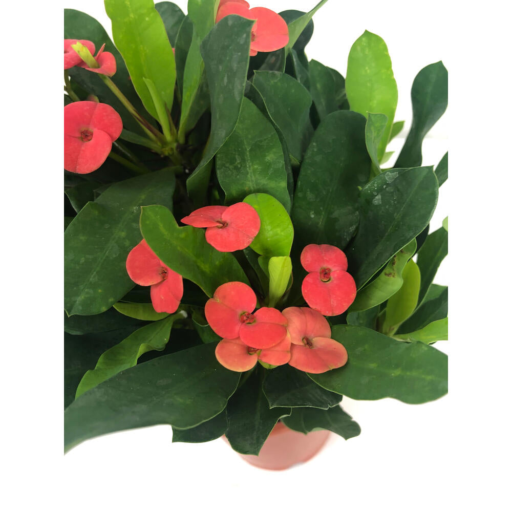 Euphorbia Milii Charlotte M11 25cm (corona De Cristo)_1