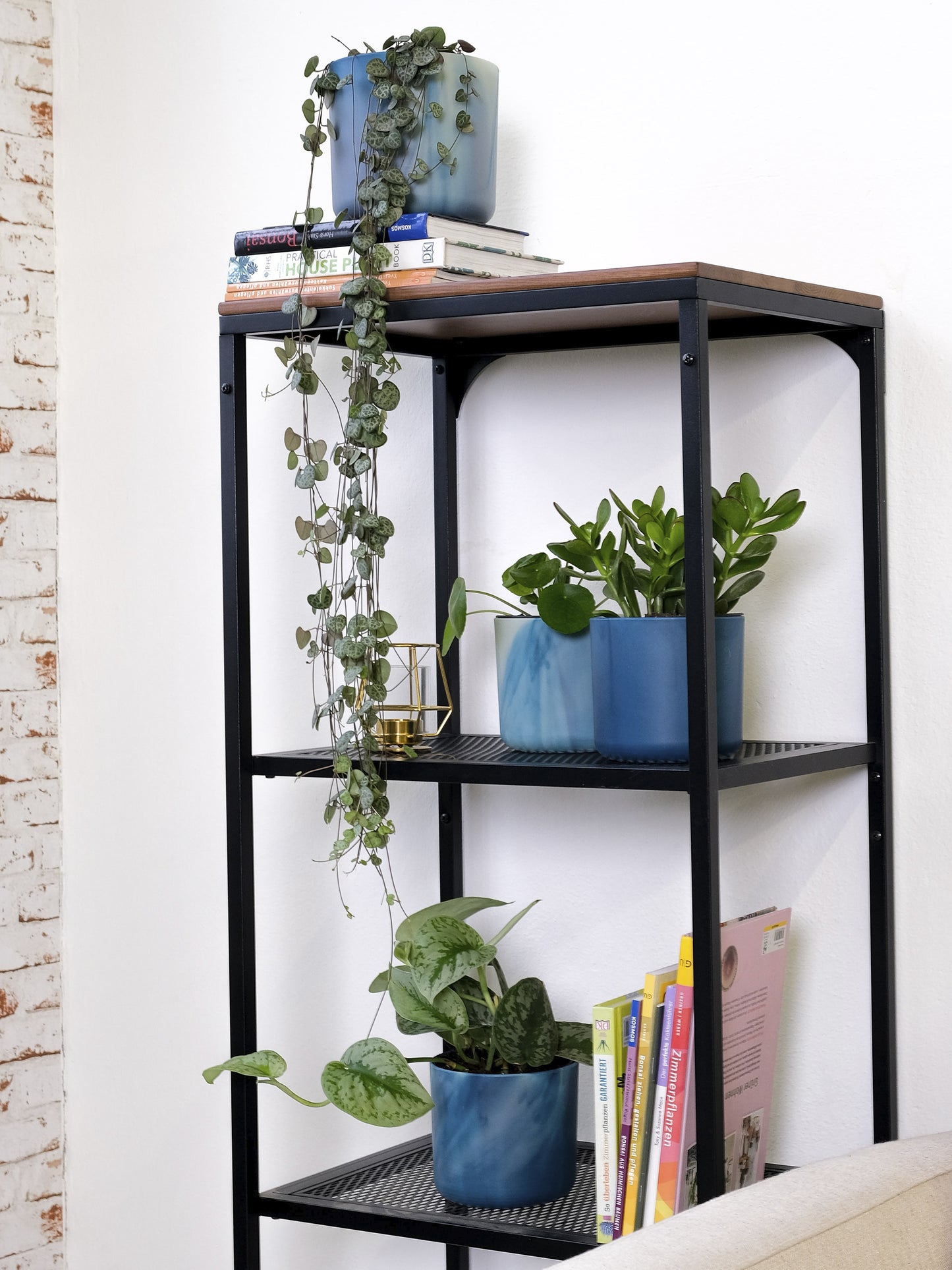 Ceropegia Woodii O Rosario De Corazones