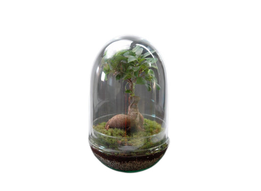 Nanogarden Terrario Ginseng Jungle 30x17 Cm_0