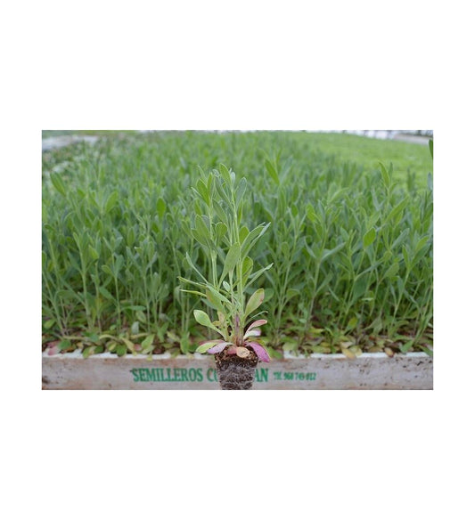Plantón Collejas (10 Unidades)_0