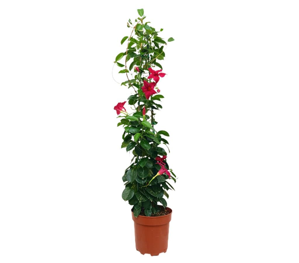 Dipladenia Roja M17 100cm (mandevilla)_0