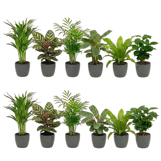 Plantas Purificadoras Con Maceta Antracita - Set De 12_0
