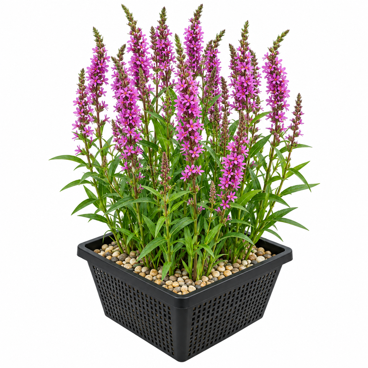 Salicaria Lythrum Salicaria Planta Estanque - Set 4 Plantas Con Cesta Y Sustrato_0