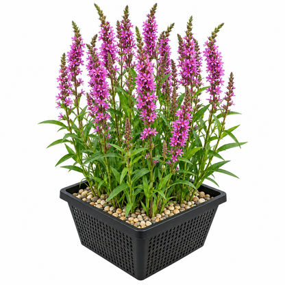 Salicaria Lythrum Salicaria Planta Estanque - Set 4 Plantas Con Cesta Y Sustrato_0