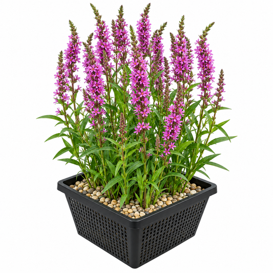 Salicaria Lythrum Salicaria Planta Estanque - Set 4 Plantas Con Cesta Y Sustrato_0