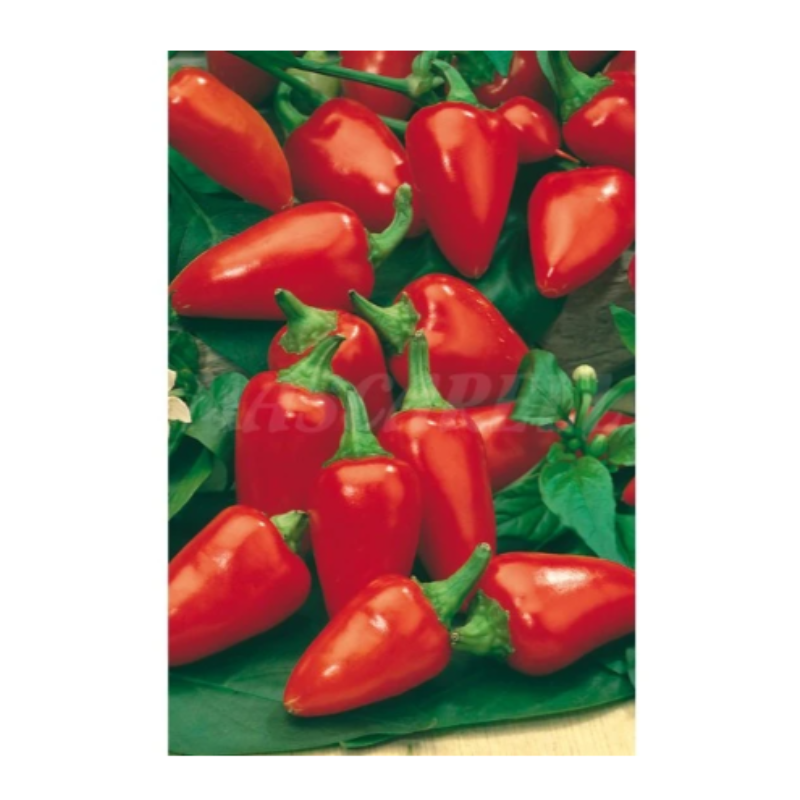 Semillas Pimiento Del Piquillo_0
