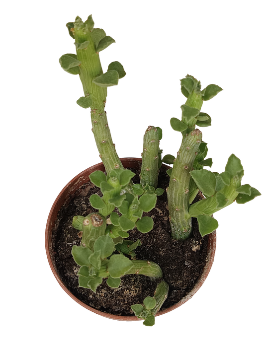 Euphorbia Bisellenbeckii Planta Suculenta Ø5 Cm_0