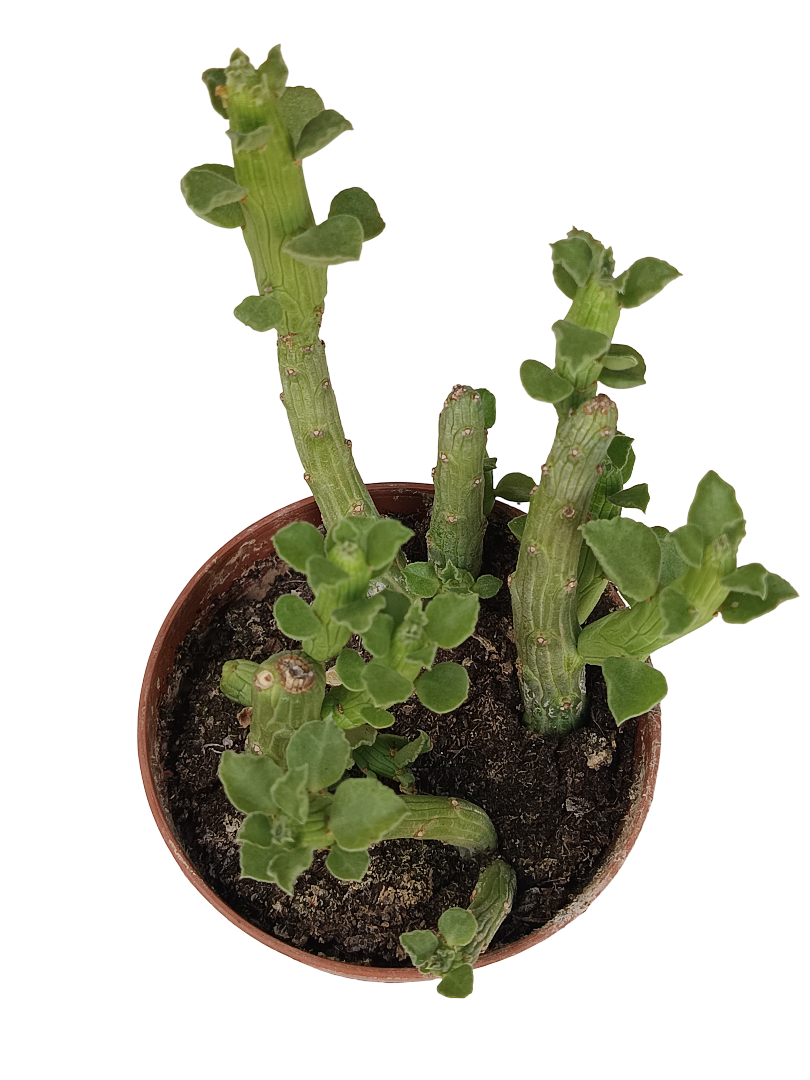 Euphorbia Bisellenbeckii Planta Suculenta Ø5 Cm