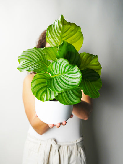 Calathea Orbifolia | Altura 45cm - Diámetro 14cm