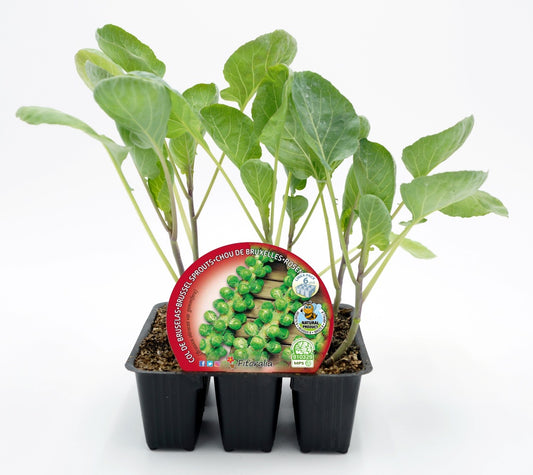 Pack Plantones Col Bruselas 6 Ud. Natural - Fitoralia_0