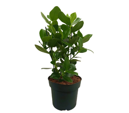 Clusia Rosea M24_0