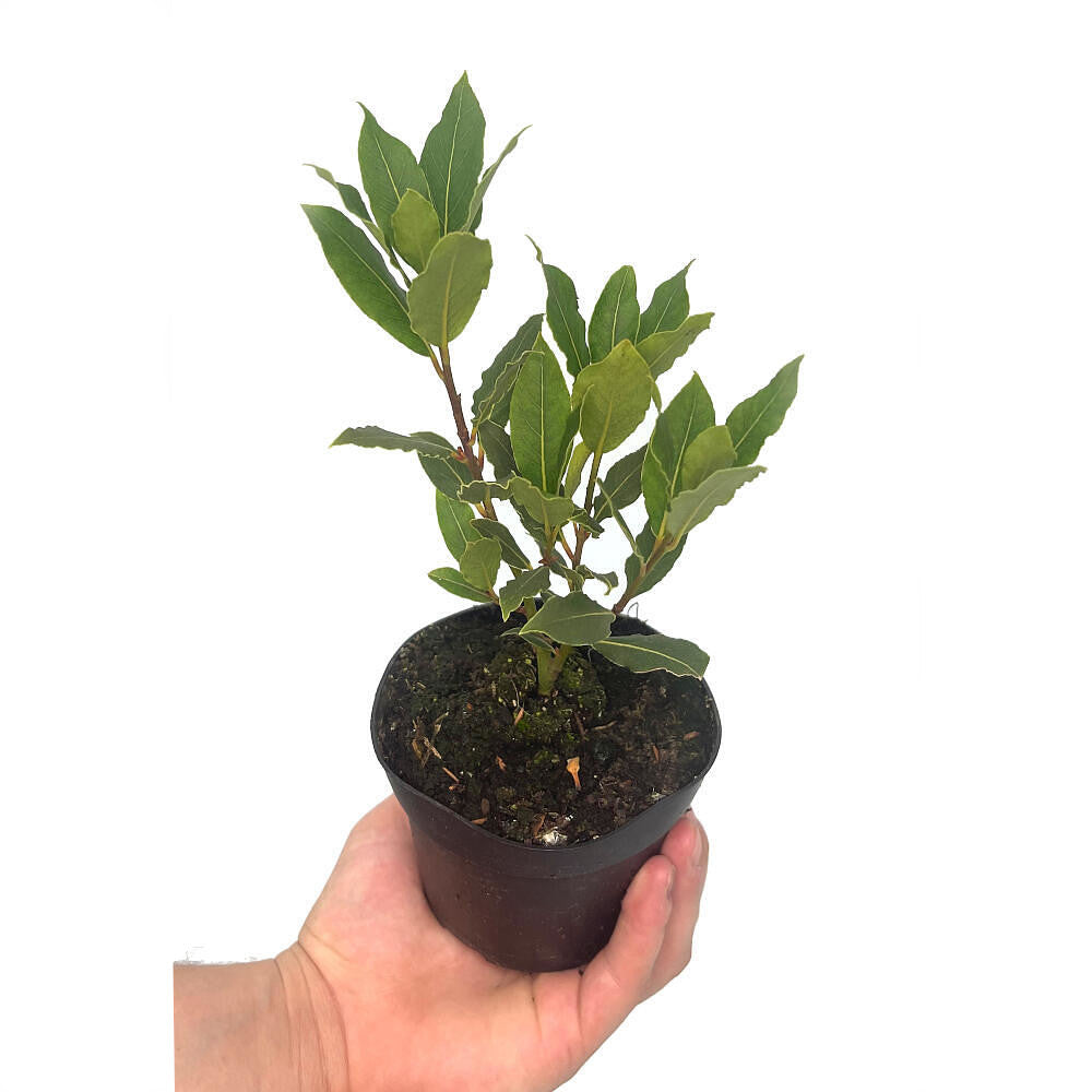 Laurel M11 (laurus Nobilis)