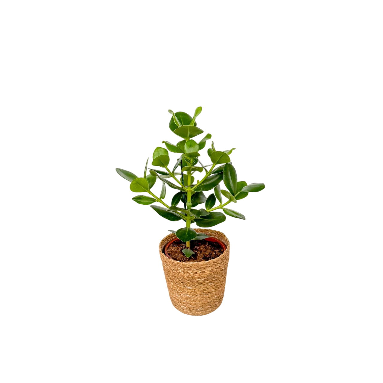 Copey Rosado - Clusia Rosea 'princess' - Incluye Cesta - Altura 50-60cm - ⌀17cm_0