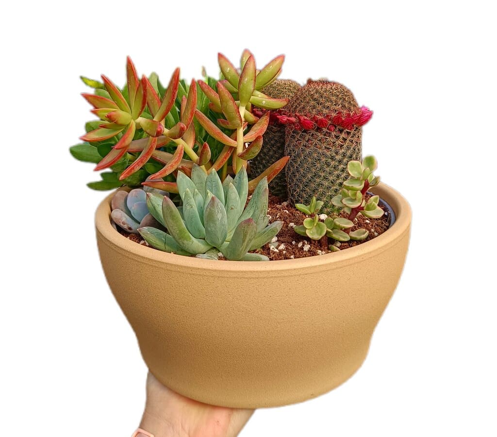 Centro Cactus Mix 22cm_0