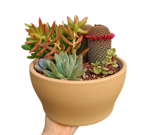 Centro Cactus Mix 22cm_0